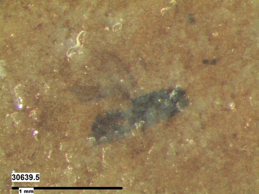 Genus sp