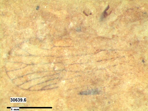 Insecta