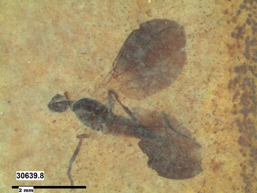 Rhamphomyia