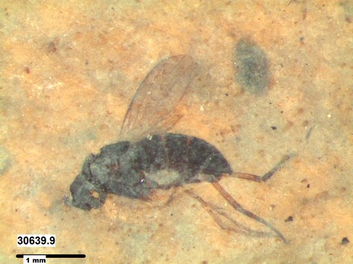 Genus sp