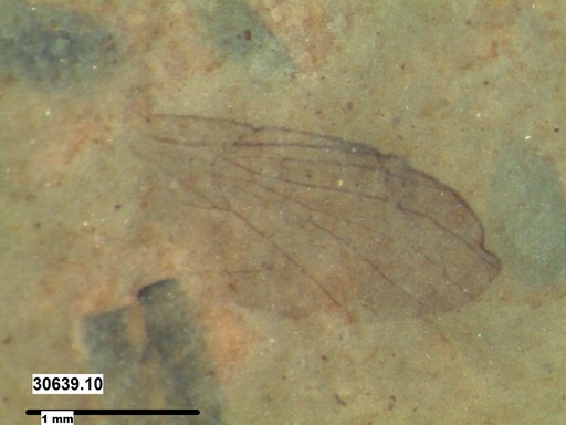 Diptera