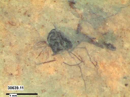 Diptera