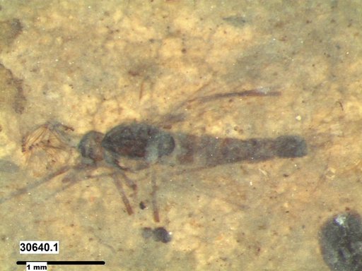 Genus sp