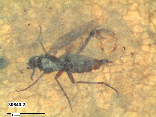 Diptera