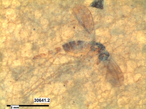 Diptera
