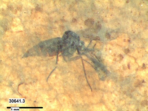 Diptera