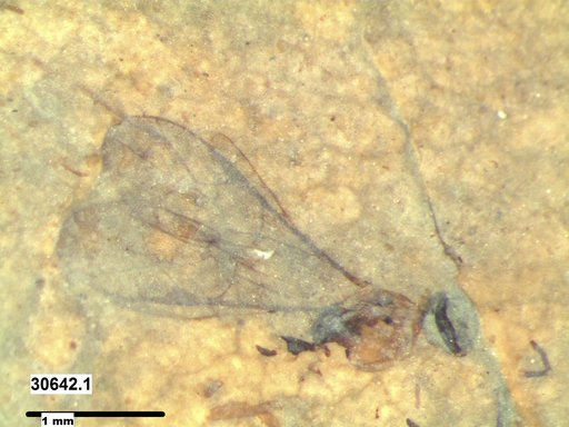 Ichneumonidae