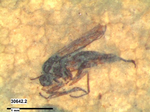 Diptera
