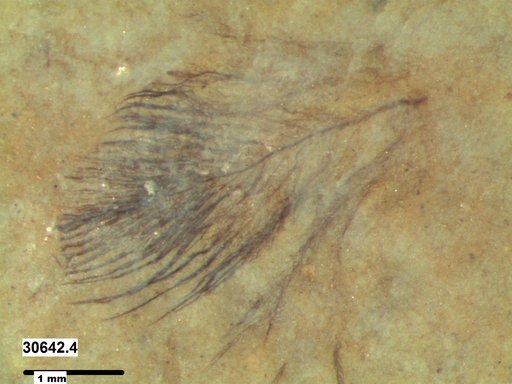 Genus sp