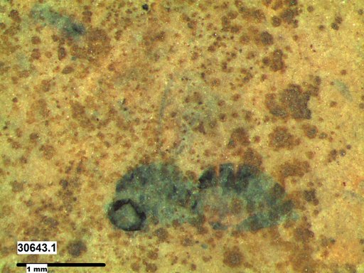 Genus sp
