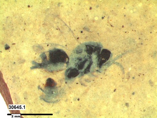 Chalcididae