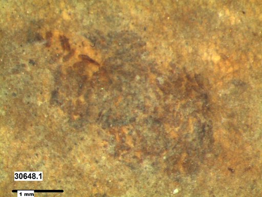 Diptera