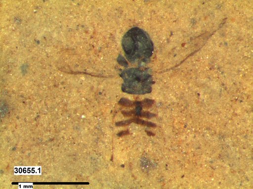 Genus sp