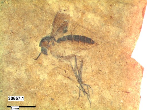 Mycetophilidae