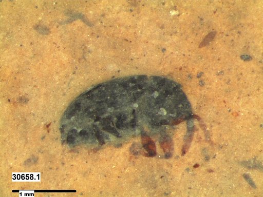 Genus sp
