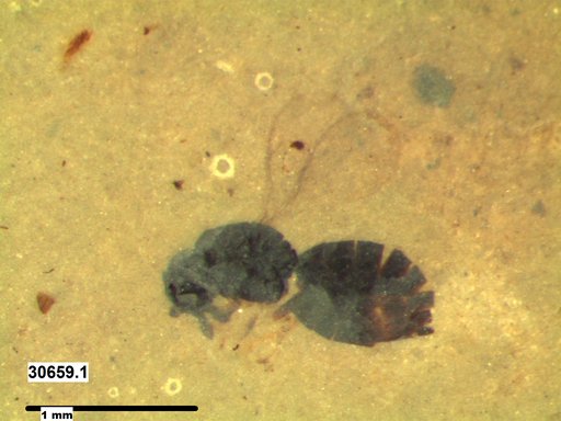 Genus sp
