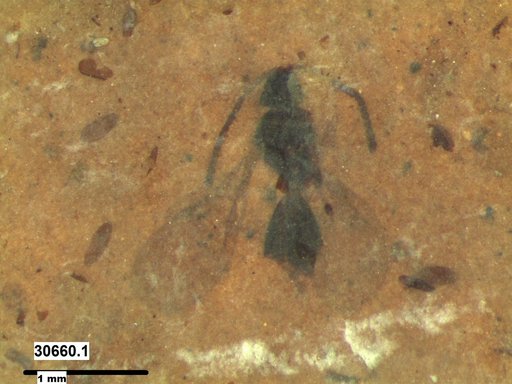 Diapriidae