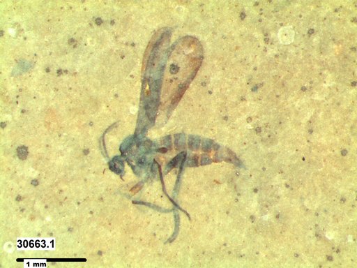 Sciaridae