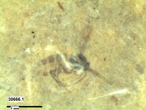 Diptera