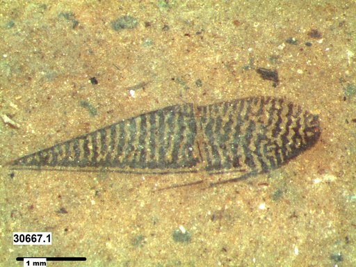 Corixidae