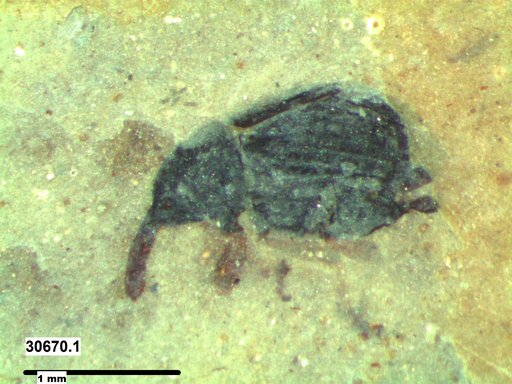 Genus sp