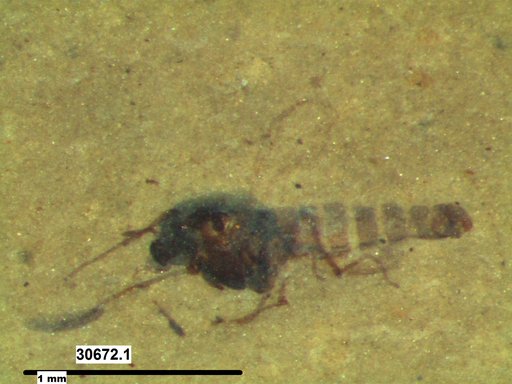 Diptera