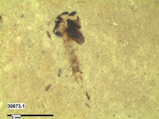 Chaoboridae