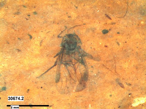 Aphididae