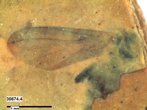 Diptera