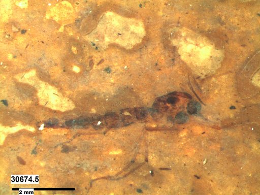 Genus sp