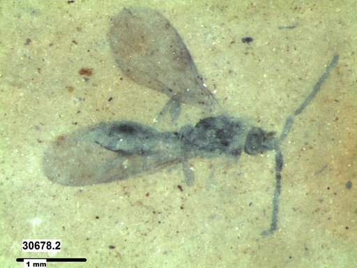 Diapriidae
