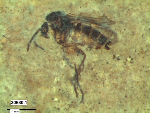 Diptera