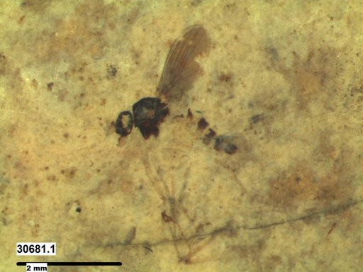 Genus sp.