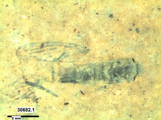Genus sp
