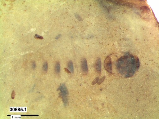 Genus sp