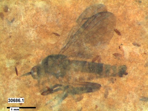 Diptera