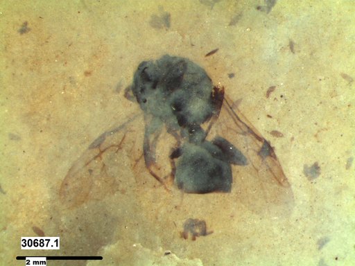 Formicidae