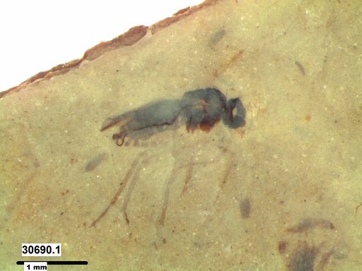 Diptera