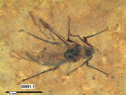 Aphididae