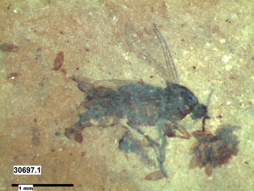 Diptera