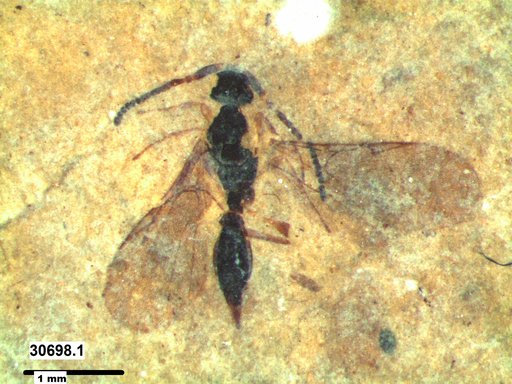 Diapriidae
