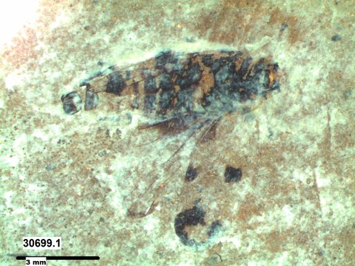 Genus sp