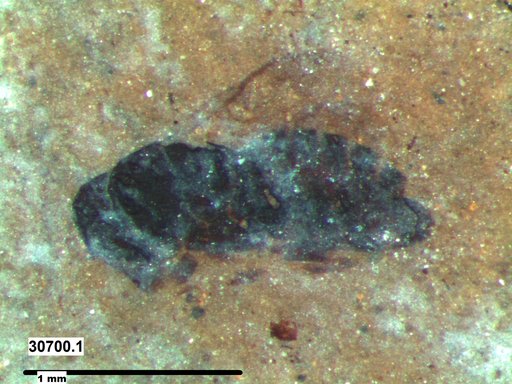 Genus sp