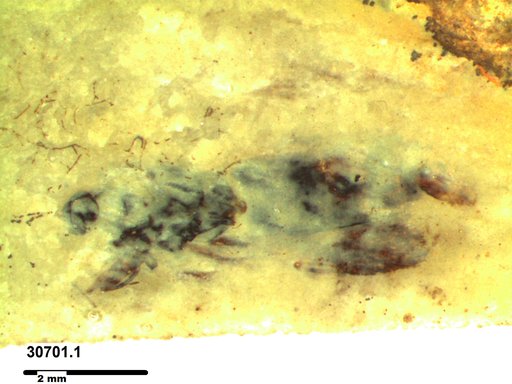 Genus sp