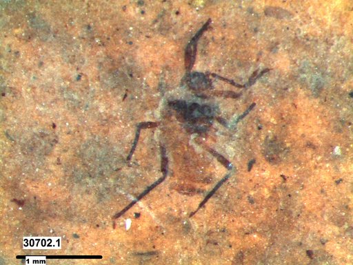 Aphididae