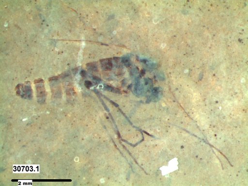 Diptera