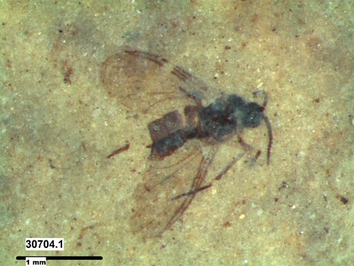 Diptera