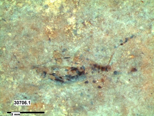 Genus sp