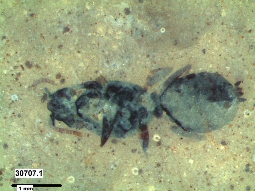 Formicidae