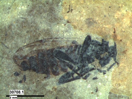 Genus sp